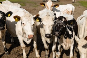 Kampen för fjällkon